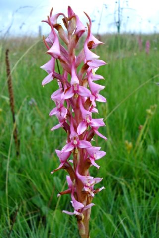 Disa rhodantha
